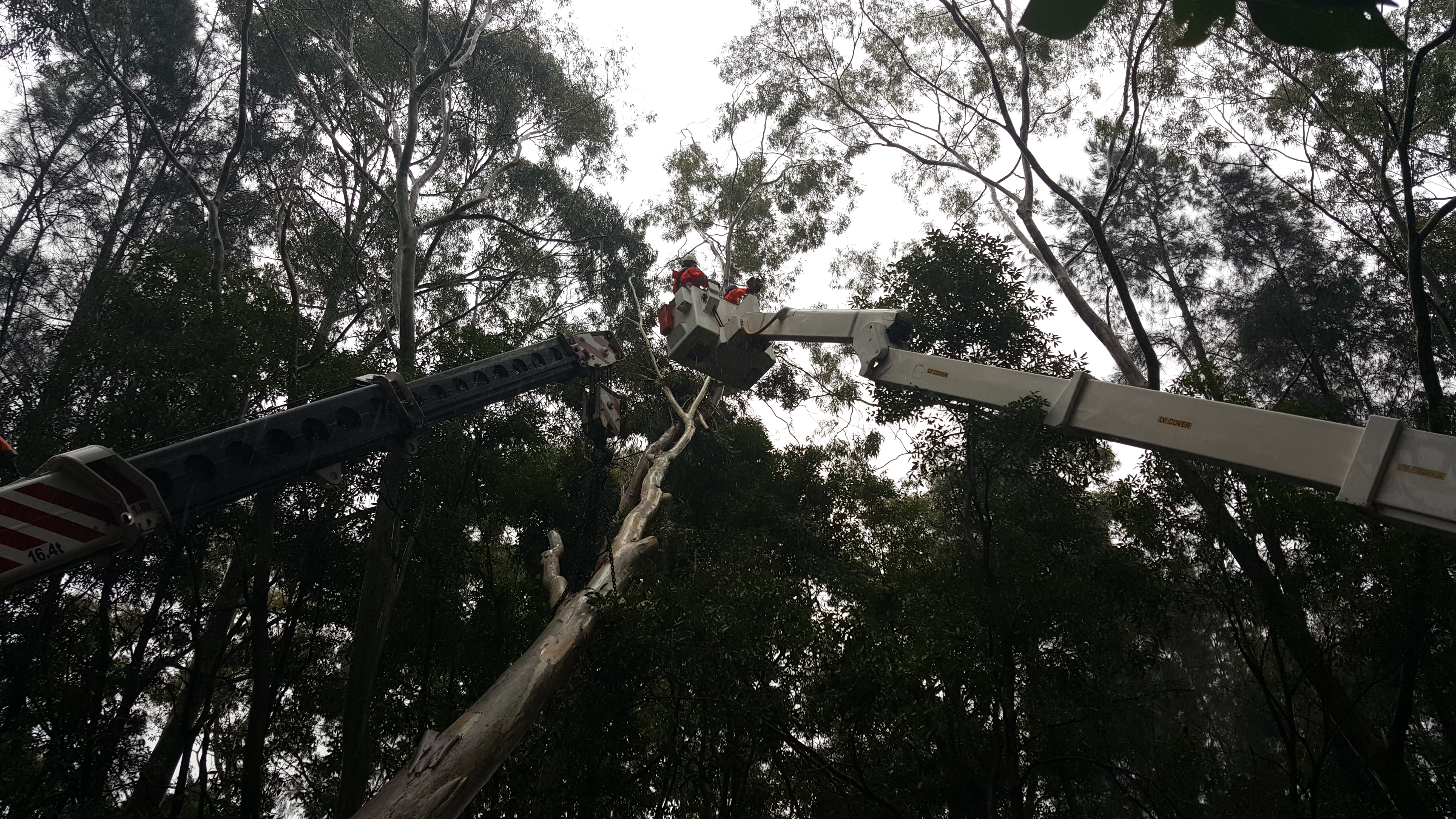 Crane removal of fallen tree